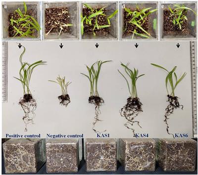 Seed Endophytic Bacteria of Pearl Millet (Pennisetum glaucum L.) Promote Seedling Development and Defend Against a Fungal Phytopathogen